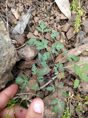 Sanicula saxatilis