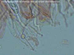 Ascobolus furfuraceus