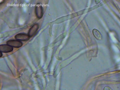 Ascobolus furfuraceus