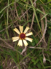 Helenium radiatum