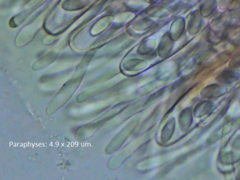 Ascobolus furfuraceus