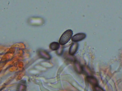 Ascobolus furfuraceus