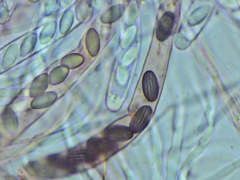 Ascobolus furfuraceus