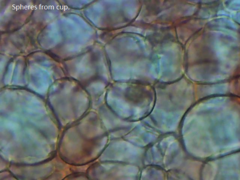 Ascobolus furfuraceus