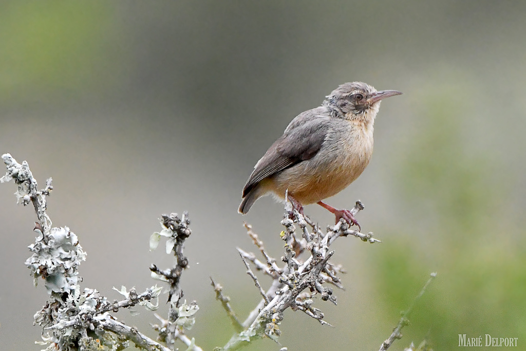 Long-Billed Crombec