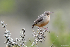Long-Billed Crombec photo 1