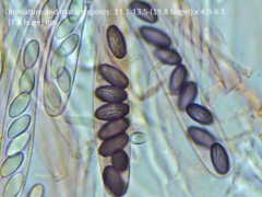 Ascobolus furfuraceus