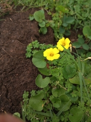 Oxalis conorrhiza