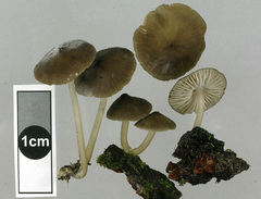 Pseudohydropus commenticius