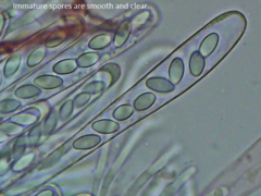 Ascobolus furfuraceus