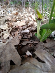 Aristolochia paucinervis
