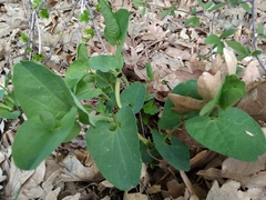 Aristolochia paucinervis