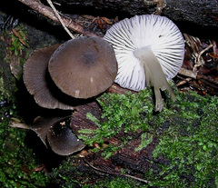 Pseudohydropus commenticius
