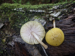 Pluteus chrysaegis