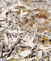 Pterostylis cheraphila