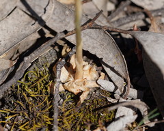 Pterostylis cheraphila