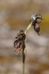 Pterostylis cheraphila