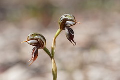 Pterostylis cheraphila