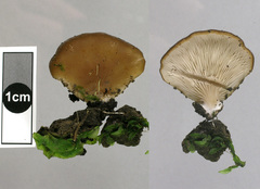 Hohenbuehelia luteola