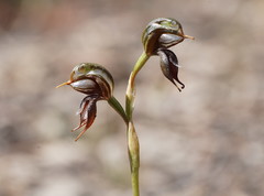 Pterostylis cheraphila
