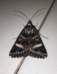 Cerocala vermiculosa