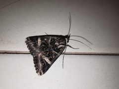 Cerocala vermiculosa