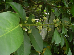 Dendropanax arboreus