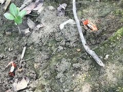 Tubuca arcuata image