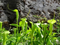 Arisaema jacquemontii