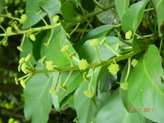 Dendropanax arboreus