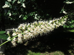 Aesculus chinensis
