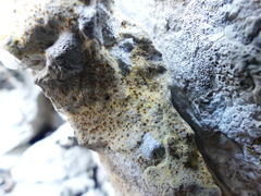 Xanthocarpia ochracea