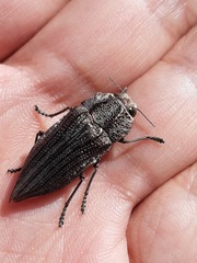 Ectinogonia intermedia