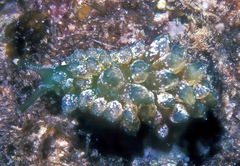 Sacoproteus smaragdinus