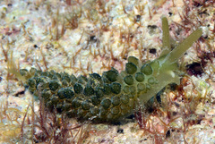 Sacoproteus smaragdinus