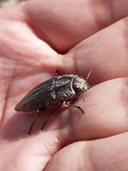 Ectinogonia intermedia