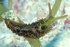 Sacoproteus smaragdinus