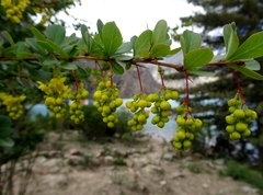 Berberis aristata