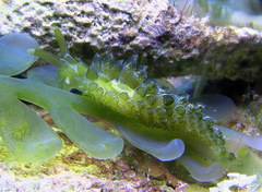 Sacoproteus smaragdinus