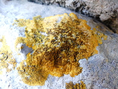 Variospora aurantia