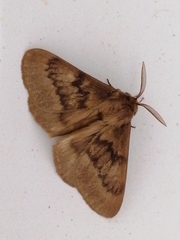 Phyllalia thunbergii