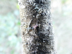 Laetisaria lichenicola
