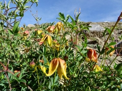 Clematis tibetana
