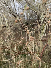 Elaeagnus angustifolia