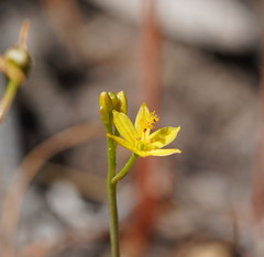Bulbine semibarbata