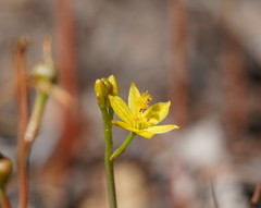 Bulbine semibarbata