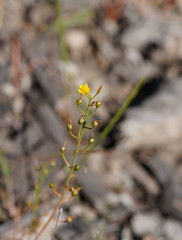 Bulbine semibarbata