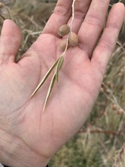 Elaeagnus angustifolia