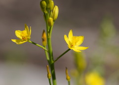 Bulbine semibarbata