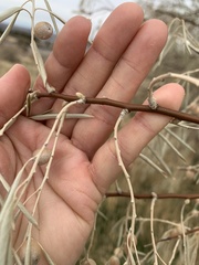 Elaeagnus angustifolia